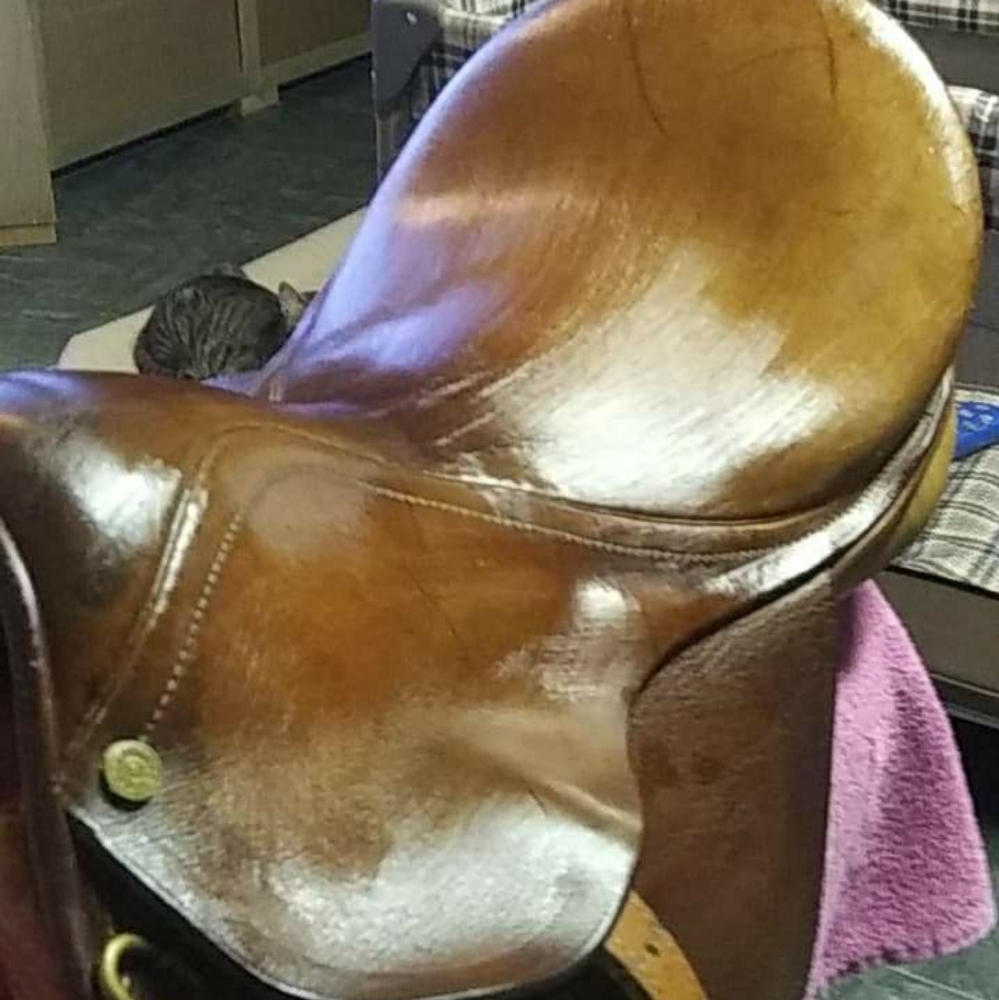 All purpose Wintec Saddle